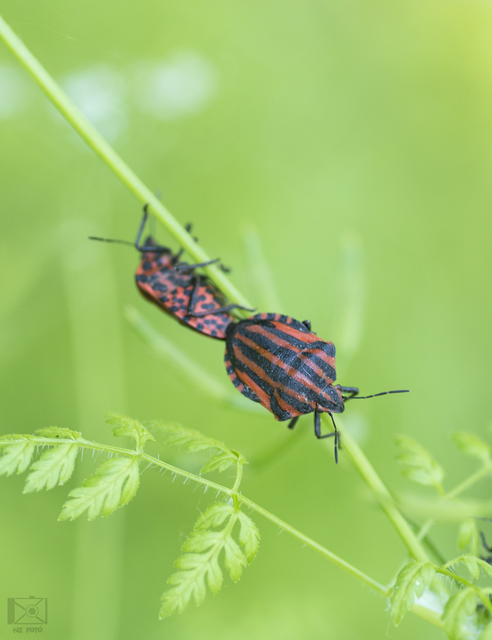 Graphosoma italicum - csíkos pajzsospoloska