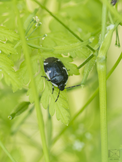 Tritomegas sexmaculatus - hatfoltos földipoloska