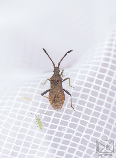 Coriomeris