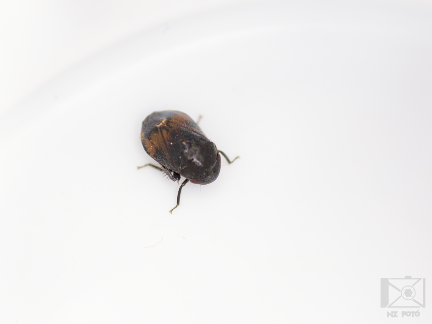 Penthimia nigra - fekete kabóca Penthimia nigra - fekete kabóca