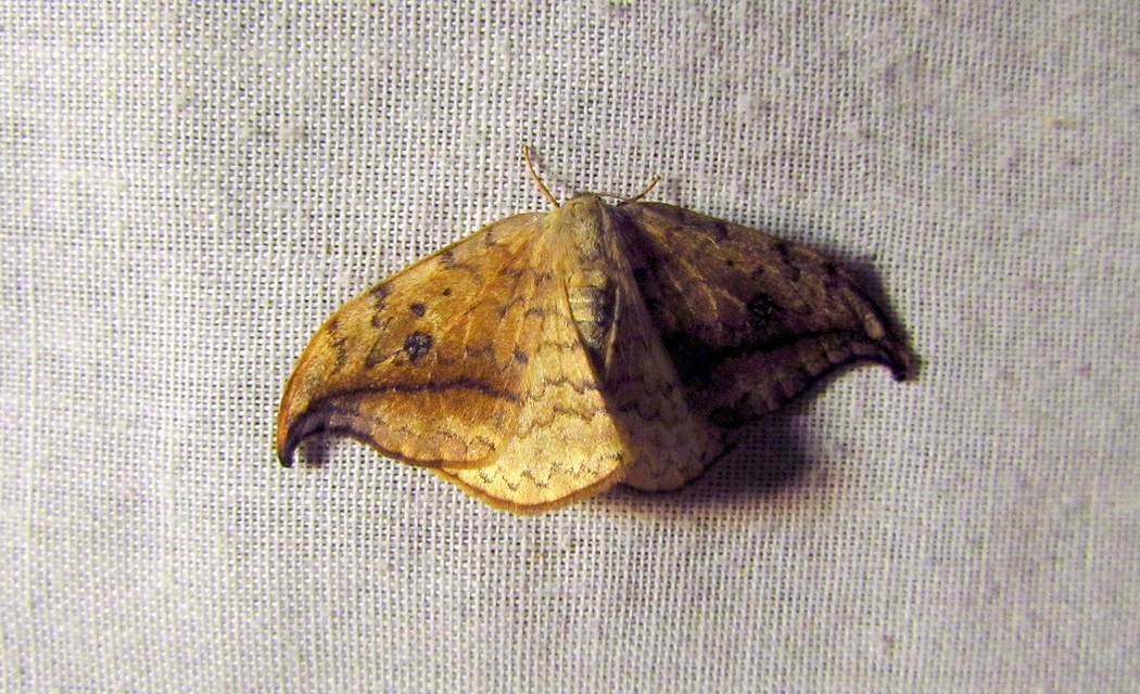Drepana falcataria - nyárfa-sarlósszövő