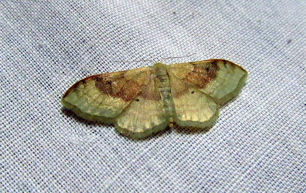 Idaea degeneraria - barnasávos araszoló