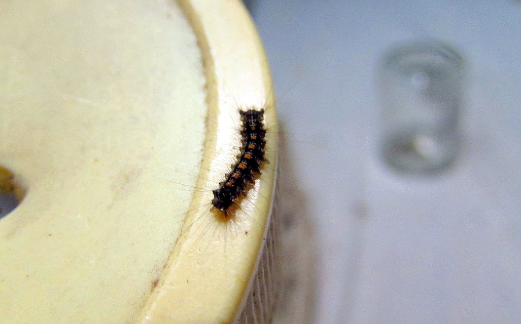 Lymantria dispar - gyapjaslepke