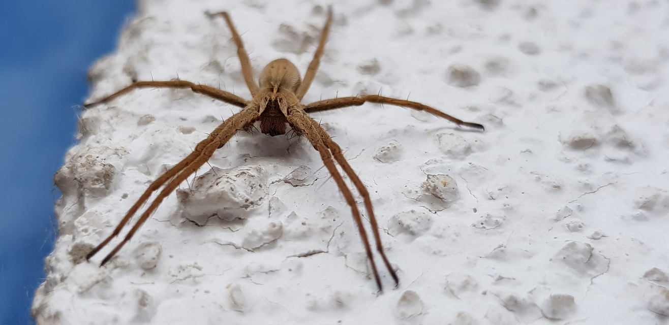 Pisaura mirabilis - csodáspók