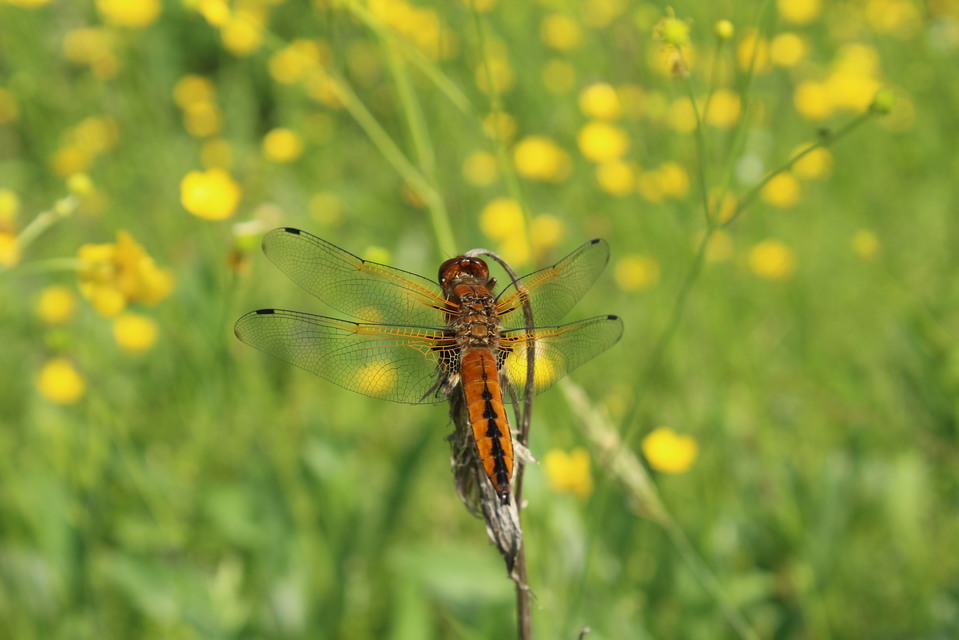 Libellula fulva - kisfoltos laposacsa