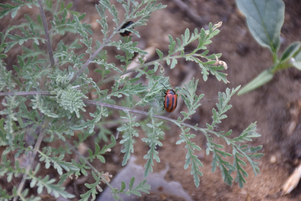 Entomoscelis adonidis - repce-honvédbogár