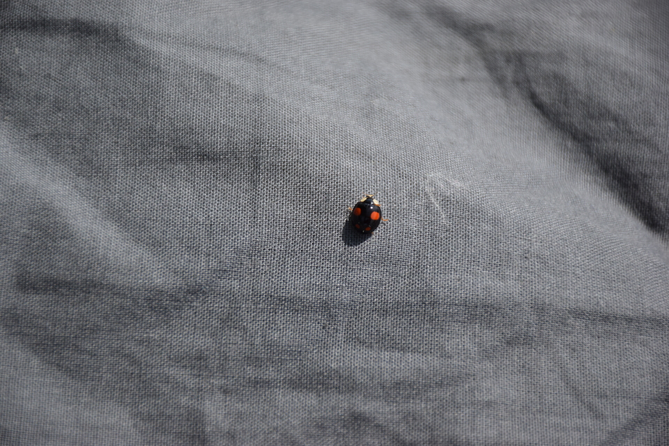 Harmonia axyridis - harlekinkatica