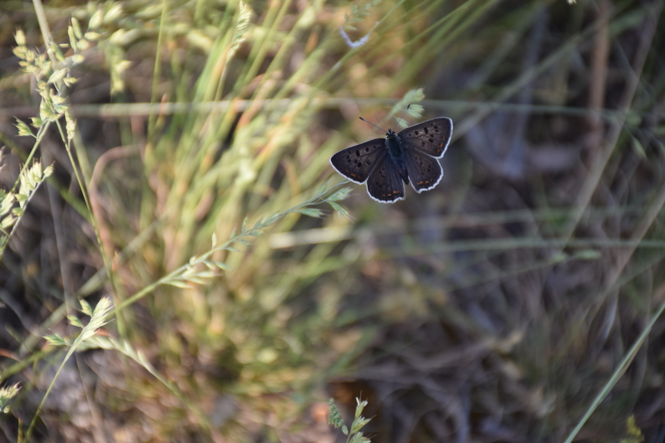 Lycaena tityrus - barna tűzlepke