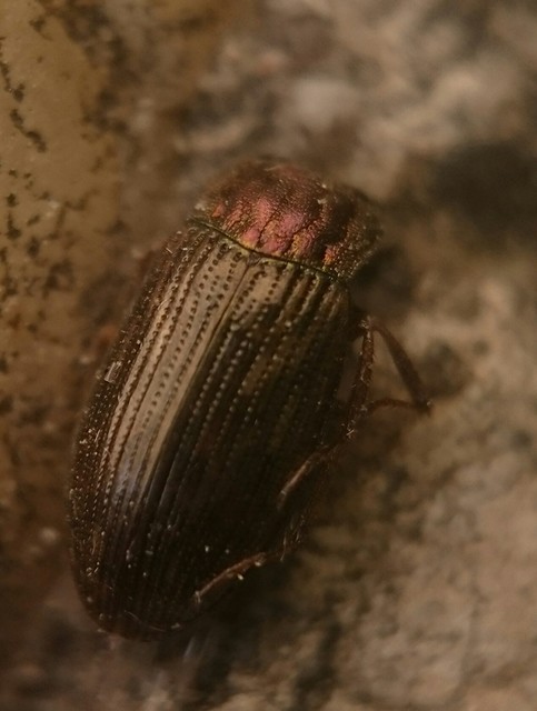 Helophorus Helophorus