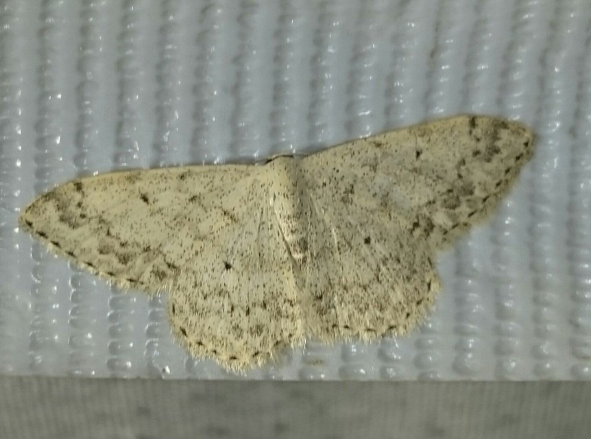 Scopula marginepunctata - pettyes sávosaraszoló