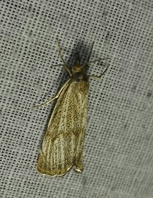 Thisanotia chrysonuchella - tavaszi fűgyökérmoly
