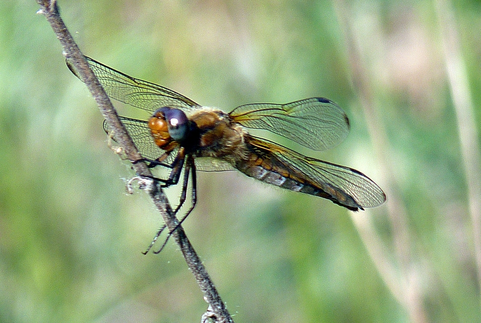 Libellula fulva - kisfoltos laposacsa