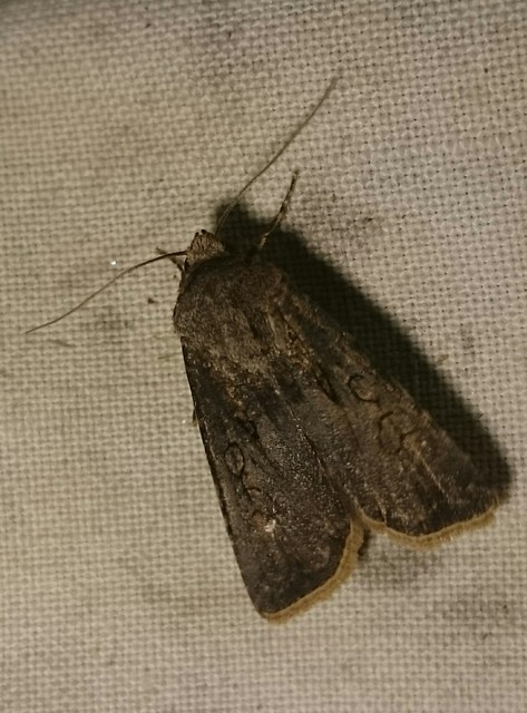 Agrotis segetum - vetési földibagoly