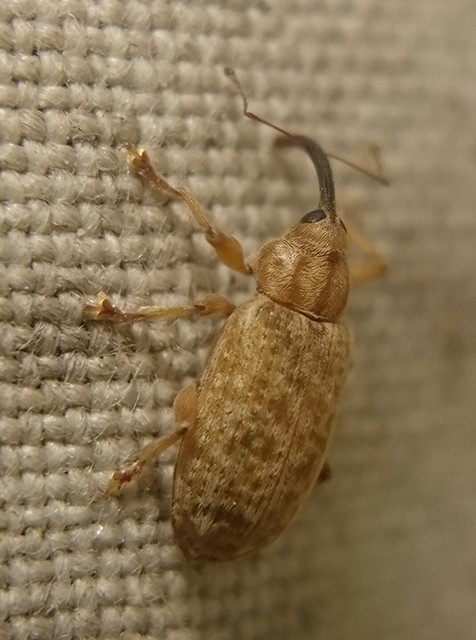 Dorytomus longimanus - kétalakú hangormányos