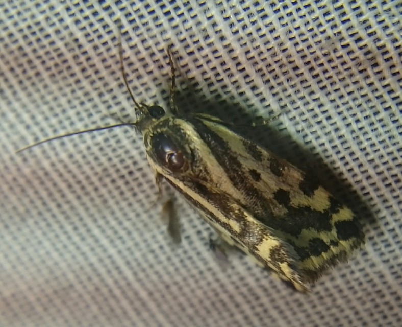 Emmelia trabealis - zebrabagoly