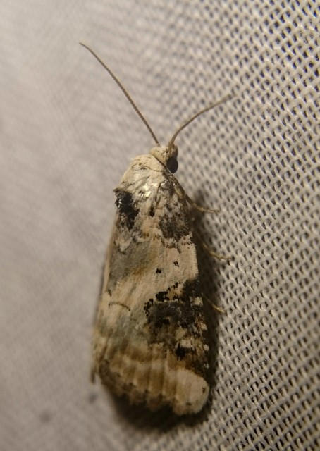 Pseudeustrotia candidula - fehéres apróbagoly