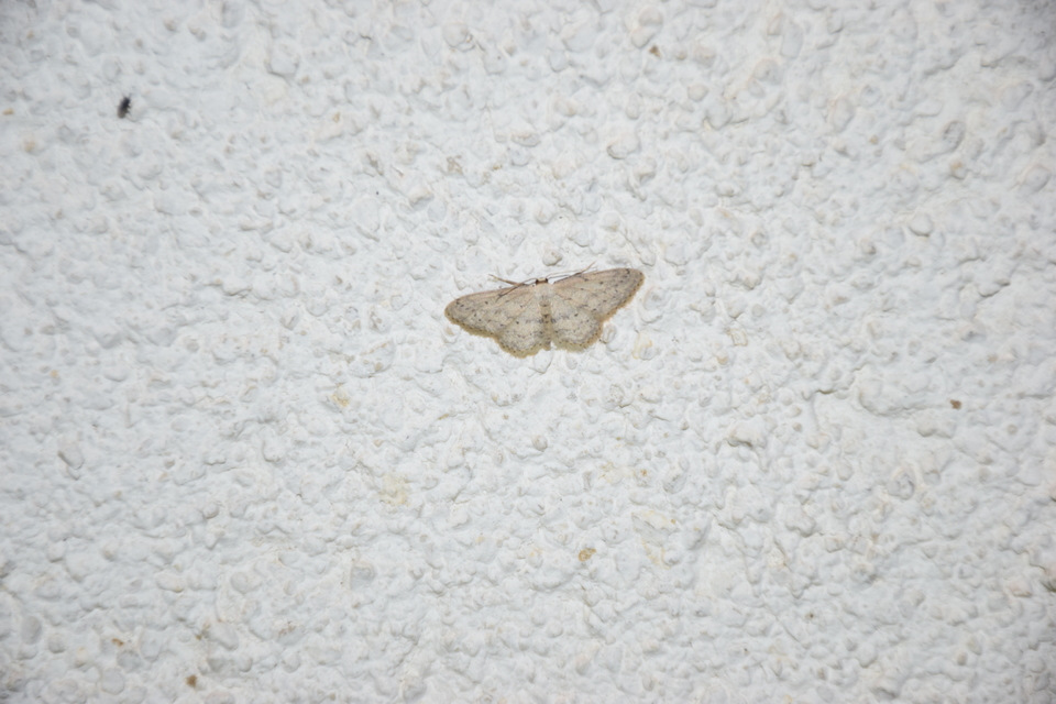 Idaea seriata - szürke apróaraszoló