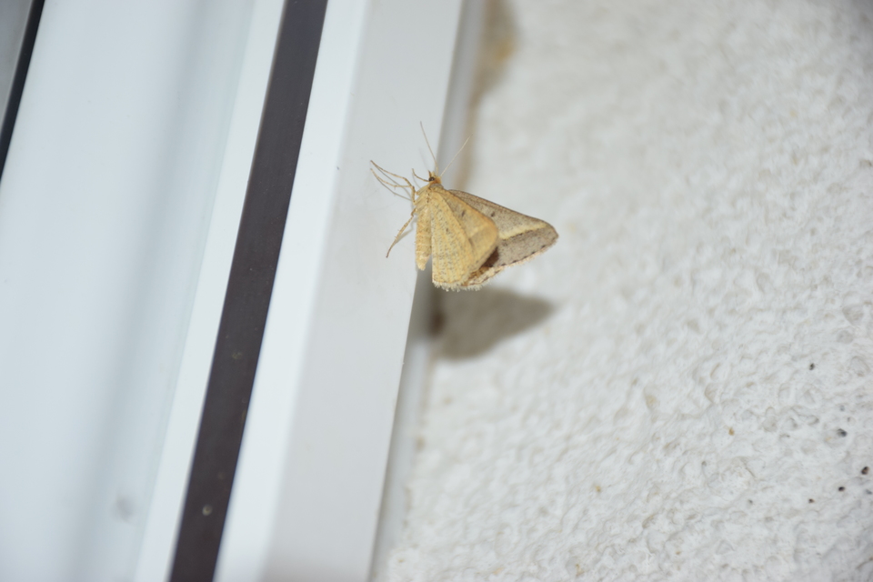 Tephrina arenacearia - lucerna-araszoló