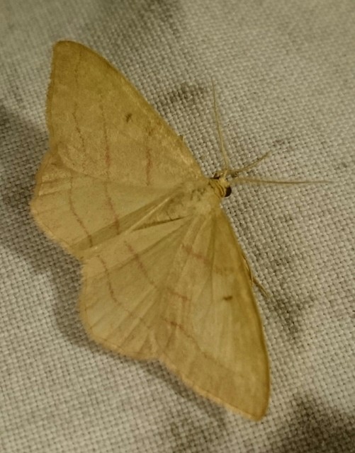 Rhodostrophia vibicaria - pirosszélű araszoló