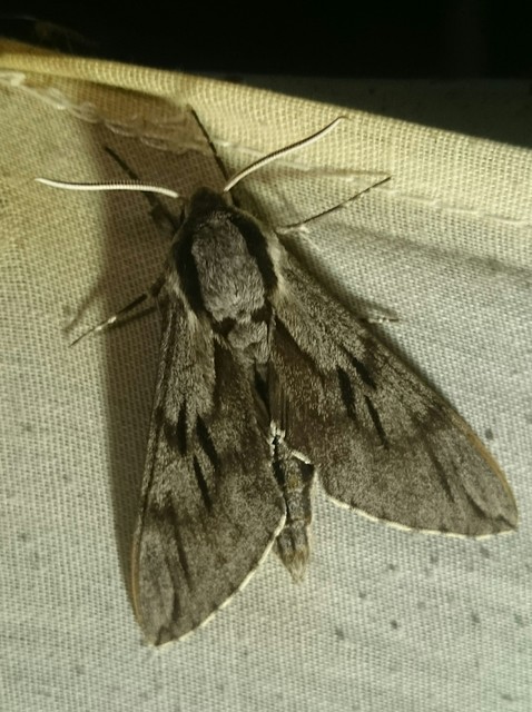 Hyloicus pinastri - fenyőszender