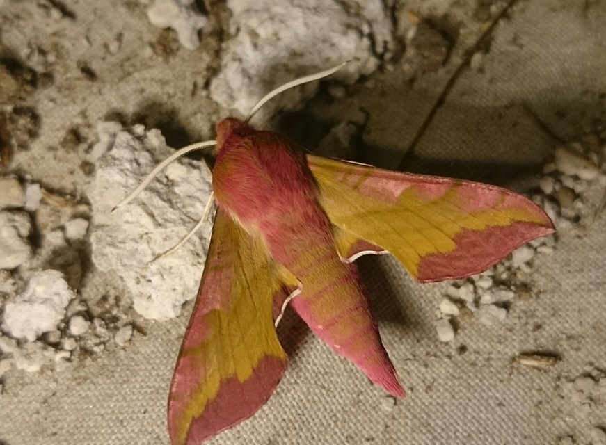 Deilephila porcellus - piros szender