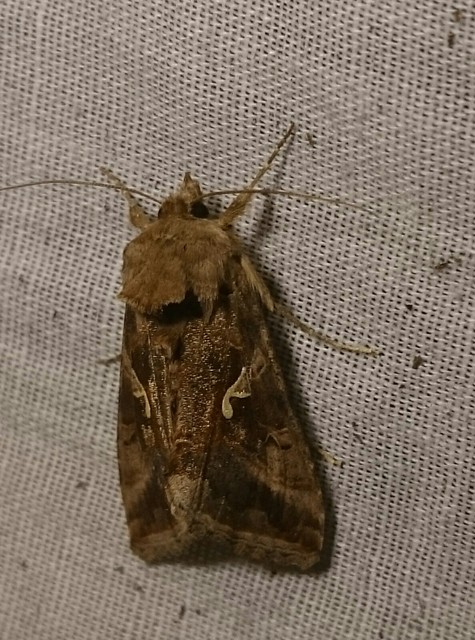 Autographa gamma - gammalepke