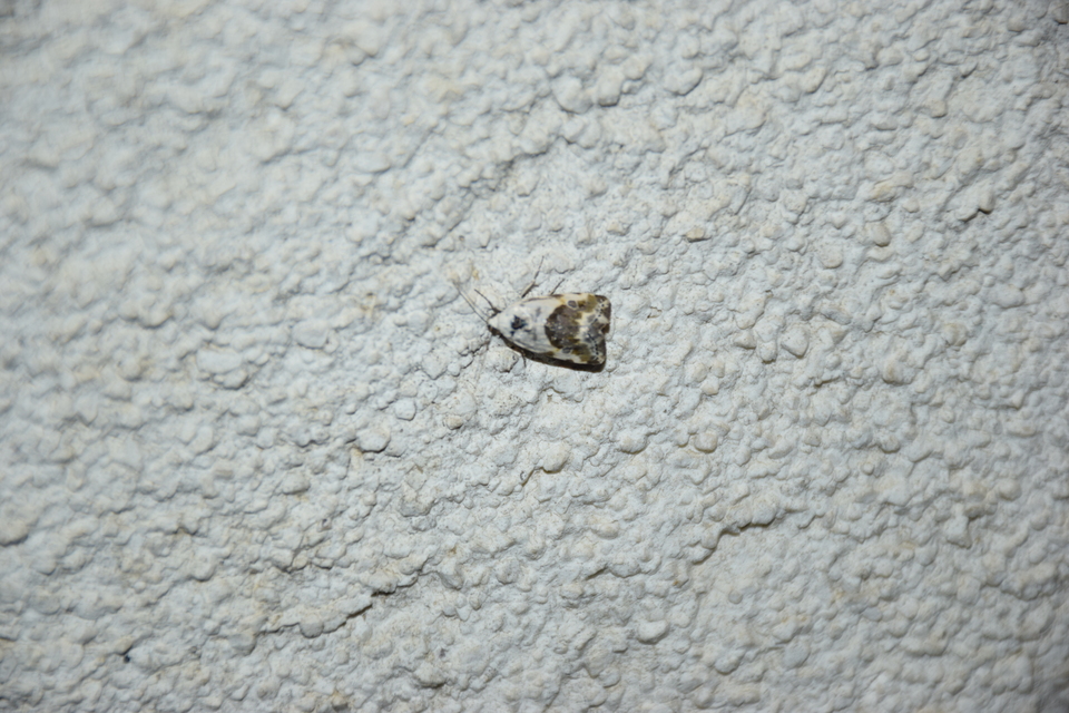 Ponometia candefacta - parlagfűbagoly