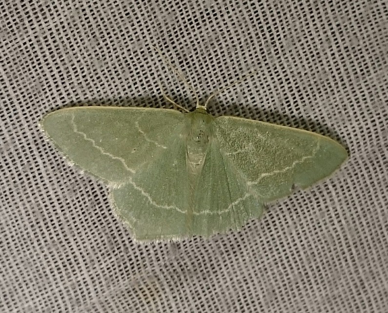 Chlorissa viridata - üdezöld araszoló