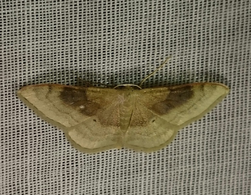 Idaea degeneraria - barnasávos araszoló