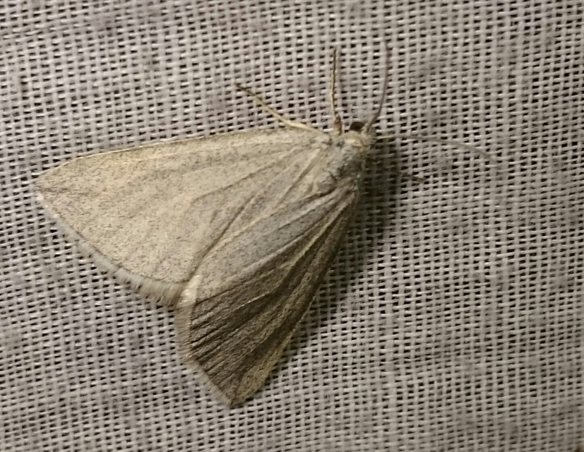 Lithostege griseata - szürke araszoló