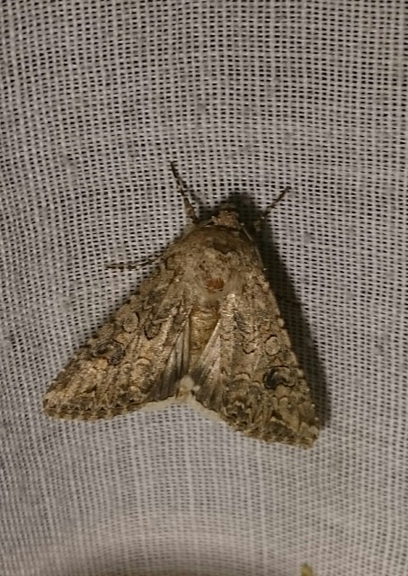 Hadula trifolii - lóherebagoly
