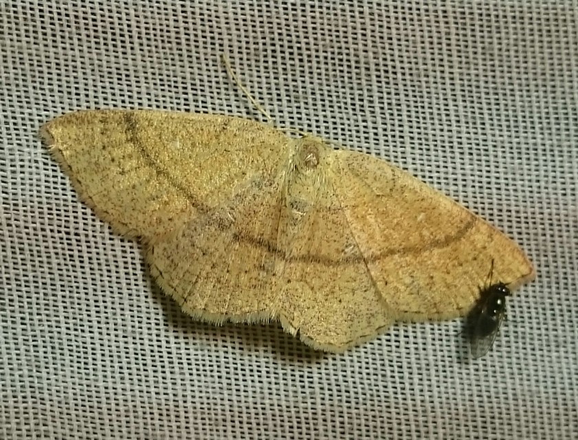 Cyclophora ruficiliaria - vörösrojtú pettyesaraszoló