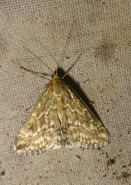 Evergestis frumentalis - tavaszi dudvamoly