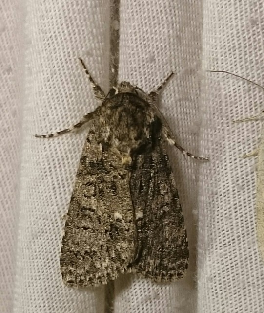 Acronicta rumicis - sóska-szigonyosbagoly