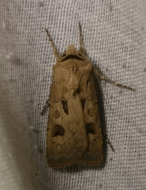 Agrotis exclamationis - felkiáltójeles földibagoly