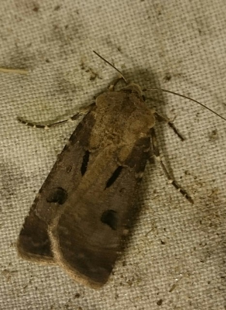 Agrotis exclamationis - felkiáltójeles földibagoly