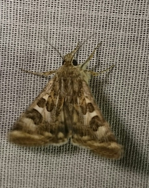 Protoschinia scutosa - tüskéslábú bagoly