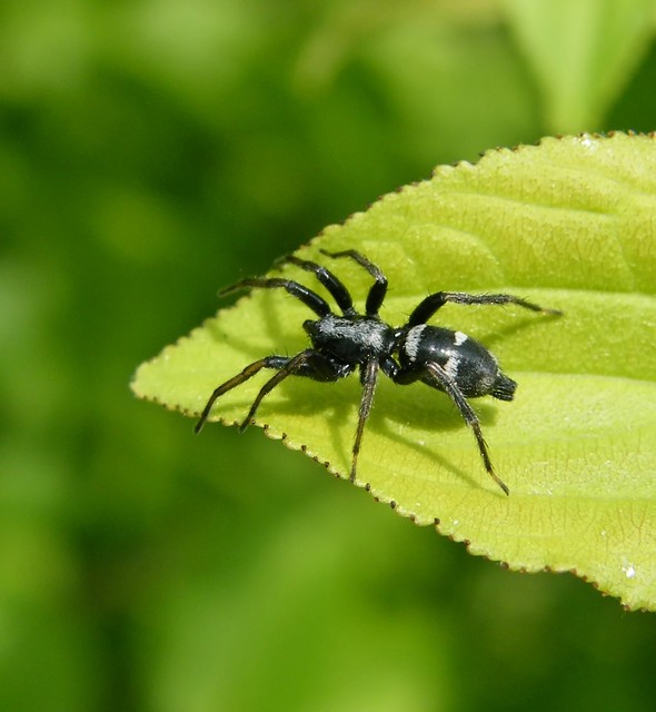 Aphantaulax cincta/trifasciata
