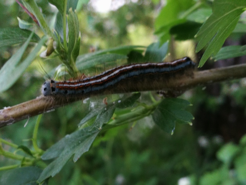 Malacosoma neustria - gyűrűsszövő