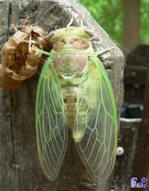 Cicadidae - énekeskabócák