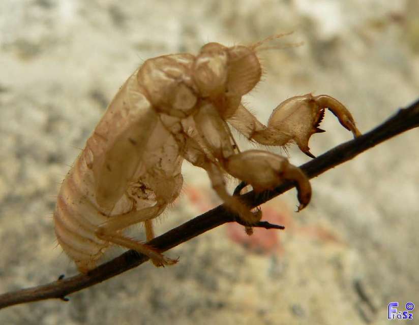 Cicada orni - mannakabóca