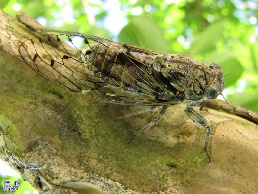 Cicada orni - mannakabóca