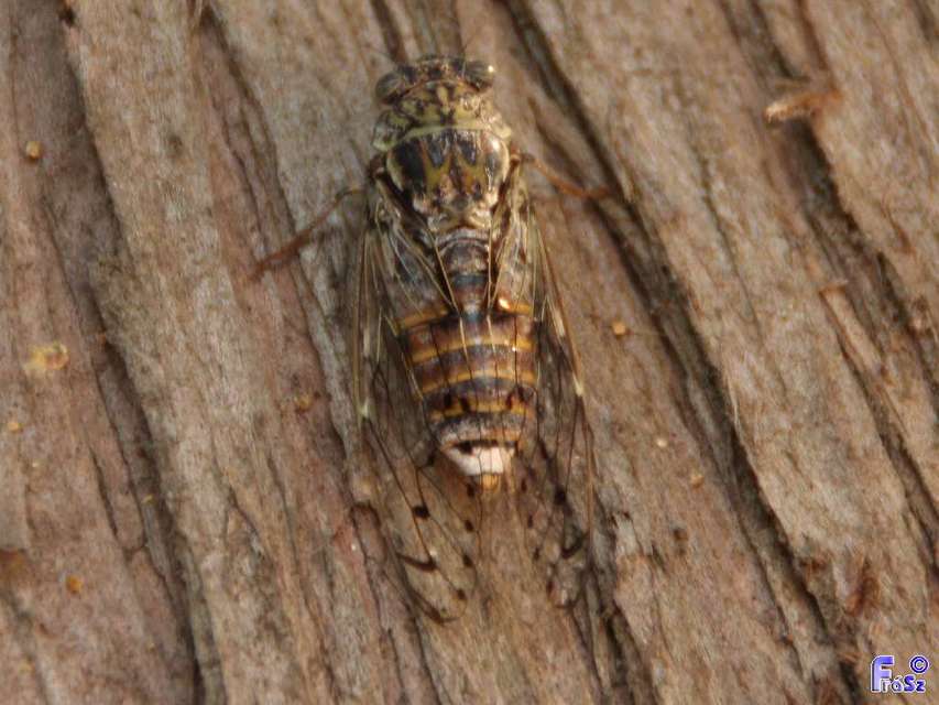 Cicada orni - mannakabóca