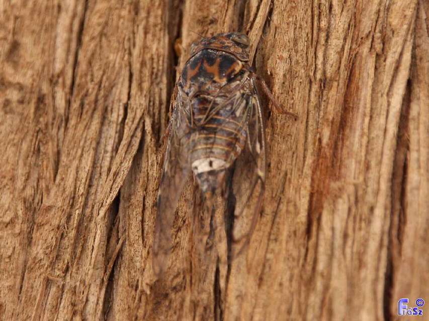 Cicada orni - mannakabóca