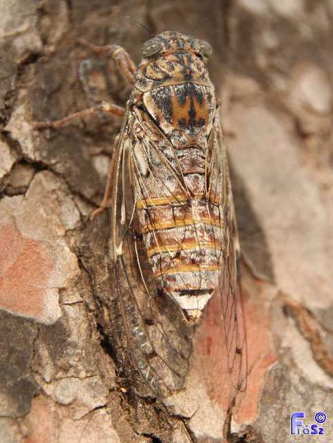 Cicada orni - mannakabóca