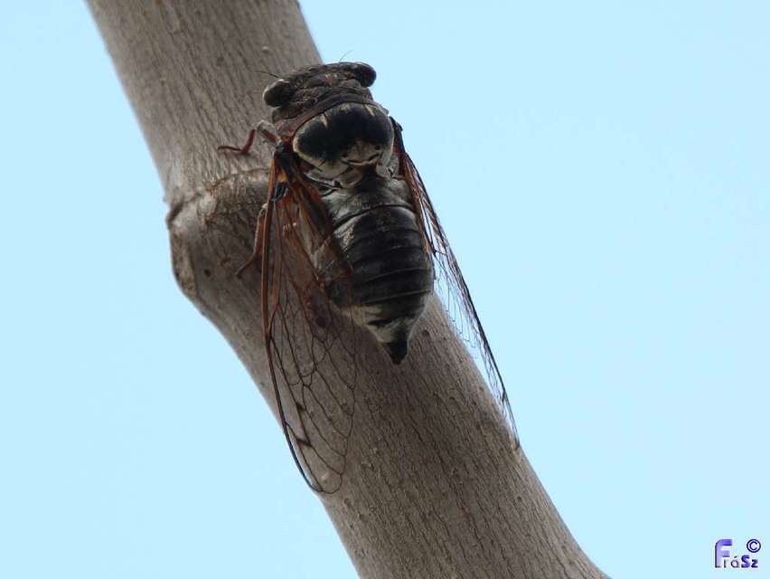 Cicadidae - énekeskabócák