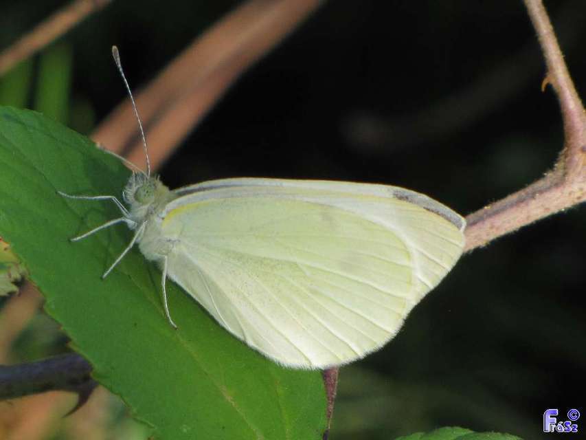 Pieris rapae - répalepke