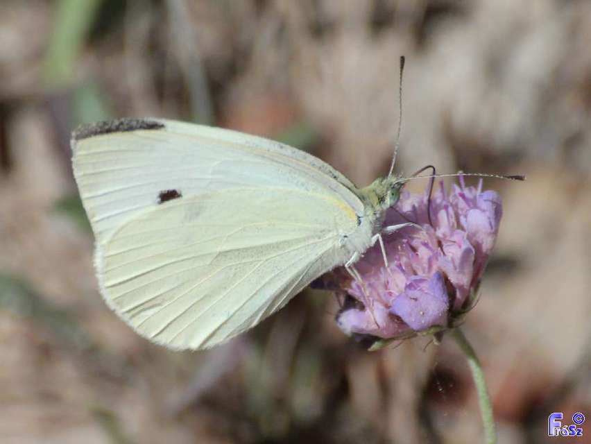Pieris rapae - répalepke