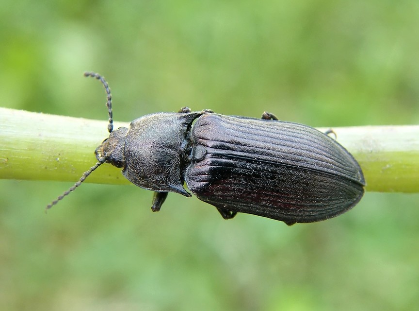Selatosomus latus - széles pattanó
