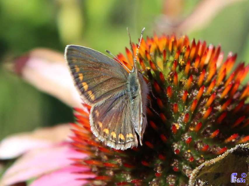 Polyommatus icarus - közönséges boglárka